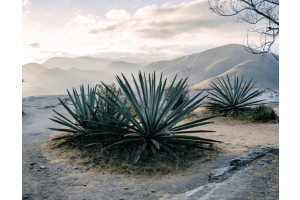 De culturele betekenis van mezcal