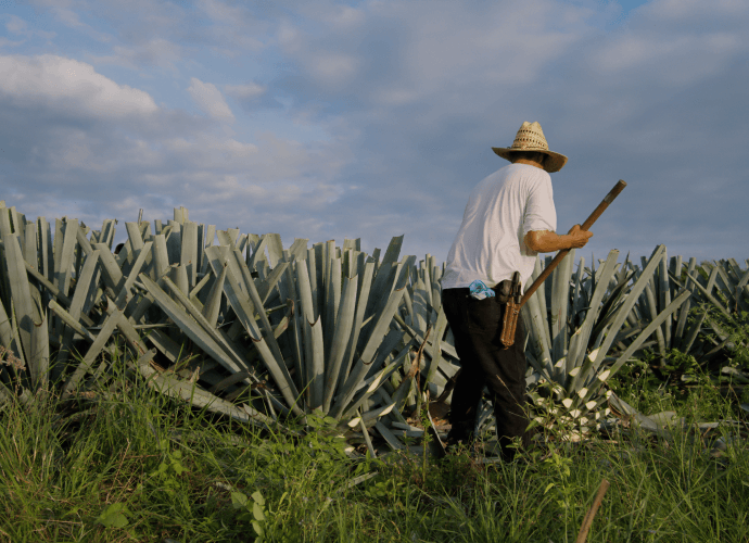 De beste tequila's om te drinken